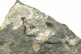 Pennsylvanian Fossil Brachiopod Plate - Kentucky #224676-1
